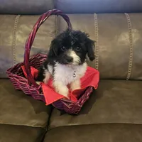 Gracie, a female Cavachon for sale in Red Oak, TX – Photo 1 of 5