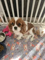 Mickey, a male Cavalier King Charles Spaniel and Cavachon for sale in Red Oak, TX – 6 of 7