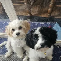 Dusty, a male Cavachon for sale in Red Oak, TX – Photo 5 of 7