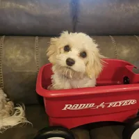 Dusty, a male Cavachon for sale in Red Oak, TX – Photo 1 of 7