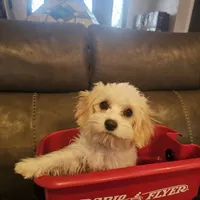 Dusty, a male Cavachon for sale in Red Oak, TX – Photo 4 of 7