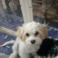 Dusty, a male Cavachon for sale in Red Oak, TX – Photo 3 of 7