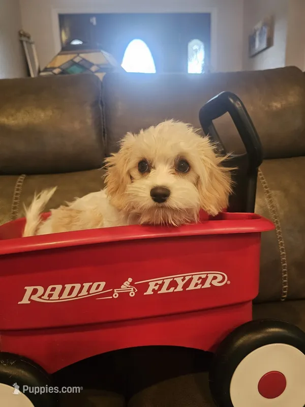 Dusty – Cavalier King Charles Spaniel, Cavachon puppy for sale in Red Oak, TX