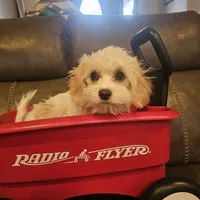 Dusty, a male Cavachon for sale in Red Oak, TX – Photo 2 of 7