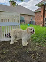 Hank, a male Cavalier King Charles Spaniel and Cavachon for sale in Red Oak, TX – 8 of 8