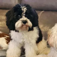 Bently -neutered , a male Cavachon for sale in Red Oak, TX – Photo 2 of 5