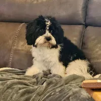 Bently -neutered , a male Cavachon for sale in Red Oak, TX – Photo 1 of 5