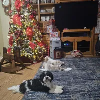 Bently -neutered , a male Cavachon for sale in Red Oak, TX – Photo 3 of 5