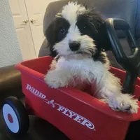 Jaxx, a male Cavachon for sale in Red Oak, TX – Photo 3 of 5