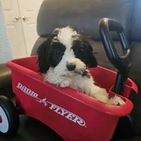 Jaxx, a male Cavachon for sale in Red Oak, TX – Photo 2 of 5