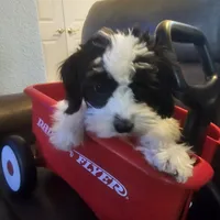Jaxx, a male Cavachon for sale in Red Oak, TX – Photo 1 of 5