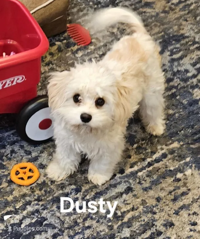 Dusty – Cavalier King Charles Spaniel, Cavachon puppy for sale in Red Oak, TX