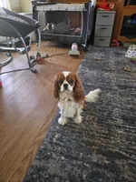 Minnie, a female Cavalier King Charles Spaniel and Cavachon for sale in Red Oak, TX – 6 of 8