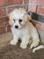 Puppy 1, a male Cavachon for sale in Red Oak, TX – 1 of 4