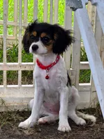 Marley, a female Bichon Frise and Cavalier King Charles Spaniel for sale in Red Oak, TX – 5 of 6