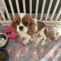 Bluey, a male Cavachon for sale in Red Oak, TX – Photo 5 of 5