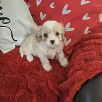 Bluey, a male Cavachon for sale in Red Oak, TX – Photo 4 of 5