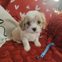 Bluey, a male Cavachon for sale in Red Oak, TX – Photo 2 of 5