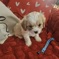 Bluey, a male Cavachon for sale in Red Oak, TX – Photo 1 of 5