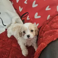 Bluey, a male Cavachon for sale in Red Oak, TX – Photo 3 of 5