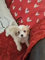 processed/0695c00a-ab8a-4374-8f99-68fbba8cf931/listing/67658b8d-5719-4d1f-b67b-0812408e69ce/f87b6fe7-003b-4c97-8692-483acda95412