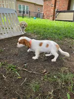 Molly, a female Bichon Frise and Cavalier King Charles Spaniel for sale in Red Oak, TX – 2 of 3