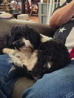 Gracie Female - Small 6.2 lbs, a female Cavalier King Charles Spaniel and Cavachon for sale in Red Oak, TX – 6 of 7