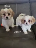 Minnie, a female Cavalier King Charles Spaniel and Cavachon for sale in Red Oak, TX – 3 of 8