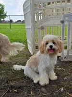 Cooper Male - Pending, a male Cavalier King Charles Spaniel and Cavachon for sale in Red Oak, TX – 7 of 7