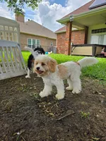Dusty -Male 8lbs, a male Cavalier King Charles Spaniel and Cavachon for sale in Red Oak, TX – 9 of 9