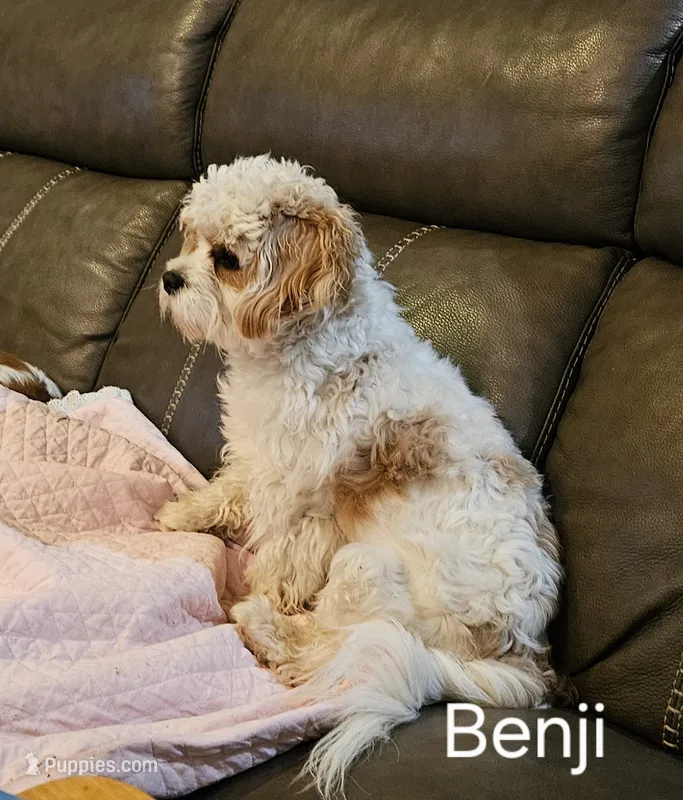Benji-pending