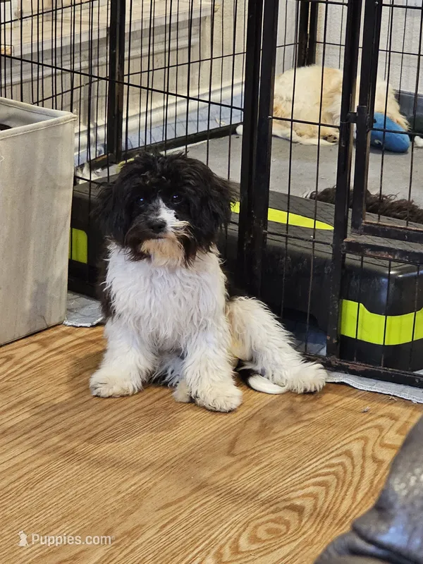 Gracie Female - Small 6.2 lbs – Cavalier King Charles Spaniel, Cavachon puppy for sale in Red Oak, TX