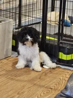 Gracie Female - Small 6.2 lbs, a female Cavalier King Charles Spaniel and Cavachon for sale in Red Oak, TX – 1 of 9