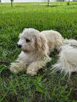 Hank, a male Cavalier King Charles Spaniel and Cavachon for sale in Red Oak, TX – 6 of 8