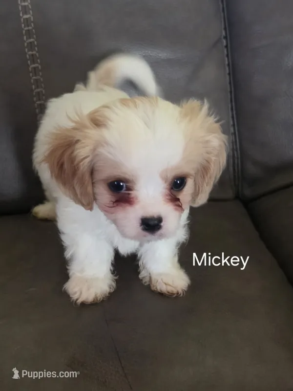 Mickey – Cavalier King Charles Spaniel, Cavachon puppy for sale in Red Oak, TX