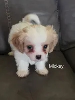 Mickey, a male Cavalier King Charles Spaniel and Cavachon for sale in Red Oak, TX – 1 of 7