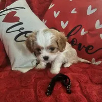 Blacky, a male Cavachon for sale in Red Oak, TX – Photo 1 of 5