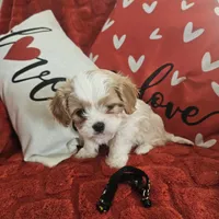 Blacky, a male Cavachon for sale in Red Oak, TX – Photo 2 of 5