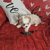 Blacky, a male Cavachon for sale in Red Oak, TX – Photo 3 of 5