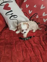 processed/0695c00a-ab8a-4374-8f99-68fbba8cf931/listing/8c848761-cde6-48b7-8047-3a23bdb83b1c/a4309163-b524-45a0-b9aa-2bfcdfea5e99