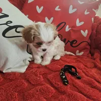 Blacky, a male Cavachon for sale in Red Oak, TX – Photo 4 of 5