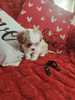 processed/0695c00a-ab8a-4374-8f99-68fbba8cf931/listing/8c848761-cde6-48b7-8047-3a23bdb83b1c/c09e8f91-fdd4-4f6a-9103-dc0f71ee75db