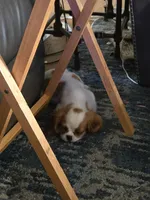 Molly, a female Bichon Frise and Cavalier King Charles Spaniel for sale in Red Oak, TX – 3 of 3