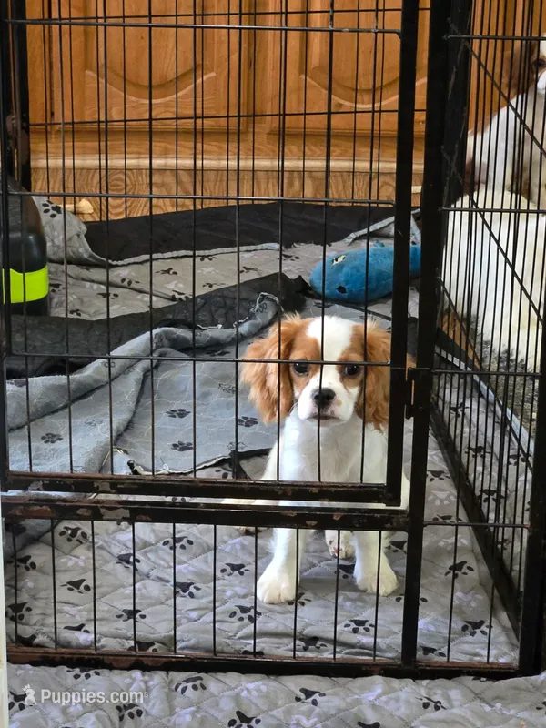 Puppy 3 Orange – Bichon Frise, Cavalier King Charles Spaniel puppy for sale in Red Oak, TX