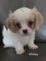 Mickey, a male Cavalier King Charles Spaniel and Cavachon for sale in Red Oak, TX – 2 of 7