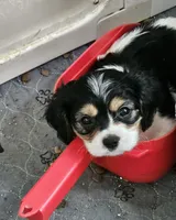 Marley, a female Bichon Frise and Cavalier King Charles Spaniel for sale in Red Oak, TX – 6 of 6