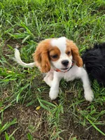 Puppy 3 Orange, a male Bichon Frise and Cavalier King Charles Spaniel for sale in Red Oak, TX – 1 of 3