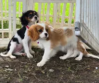 Puppy 5 Purple, a female Bichon Frise and Cavalier King Charles Spaniel for sale in Red Oak, TX – 2 of 2