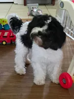 Max, a male Cavalier King Charles Spaniel and Cavachon for sale in Red Oak, TX – 2 of 5