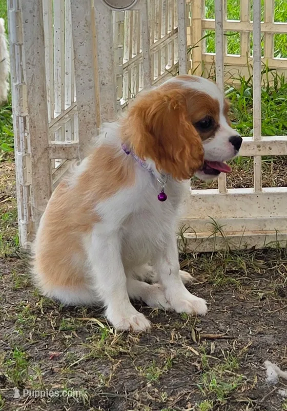 Puppy 5 Purple – Bichon Frise, Cavalier King Charles Spaniel puppy for sale in Red Oak, TX